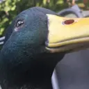 Samolepka