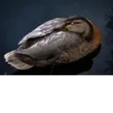 Samolepka