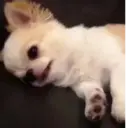ملصق