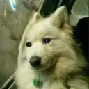 ملصق