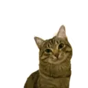 Naljepnica