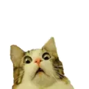 Naljepnica