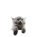 Naljepnica