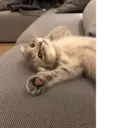 স্টিকার