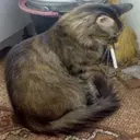 Կպչուն պիտակ