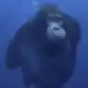 ملصق