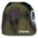 Կպչուն պիտակ