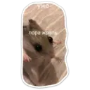 Կպչուն պիտակ