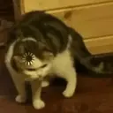 స్టికర్