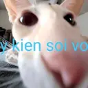 Pelekat