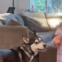 Figurinha