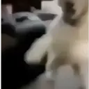 Límmiði