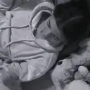 스티커