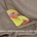 Стикер