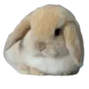 Figurinha