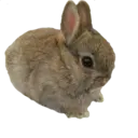 Figurinha