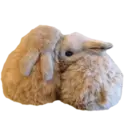 Figurinha