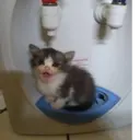ملصق