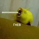 מדבקה