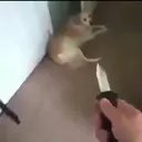 ස්ටිකර්