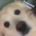 ස්ටිකර්