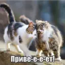 Стикер