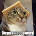 Стикер