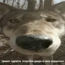 Стикер