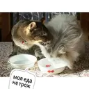 Стикер