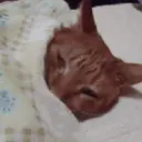 اسٹیکر
