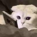 اسٹیکر