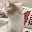 اسٹیکر