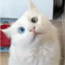 Límmiði
