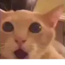 Կպչուն պիտակ