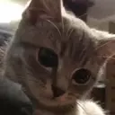 Կպչուն պիտակ