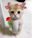 Կպչուն պիտակ