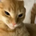 Կպչուն պիտակ