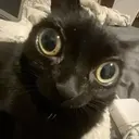 Կպչուն պիտակ