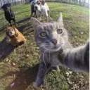 Կպչուն պիտակ