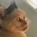 Կպչուն պիտակ