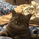 Կպչուն պիտակ