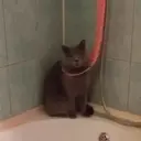 Կպչուն պիտակ