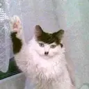 Կպչուն պիտակ