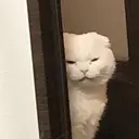 Կպչուն պիտակ