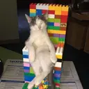 Կպչուն պիտակ