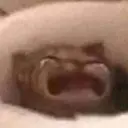 Կպչուն պիտակ