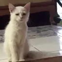 Կպչուն պիտակ