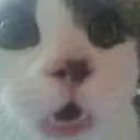 Կպչուն պիտակ