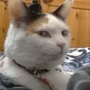 Կպչուն պիտակ