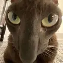 Կպչուն պիտակ